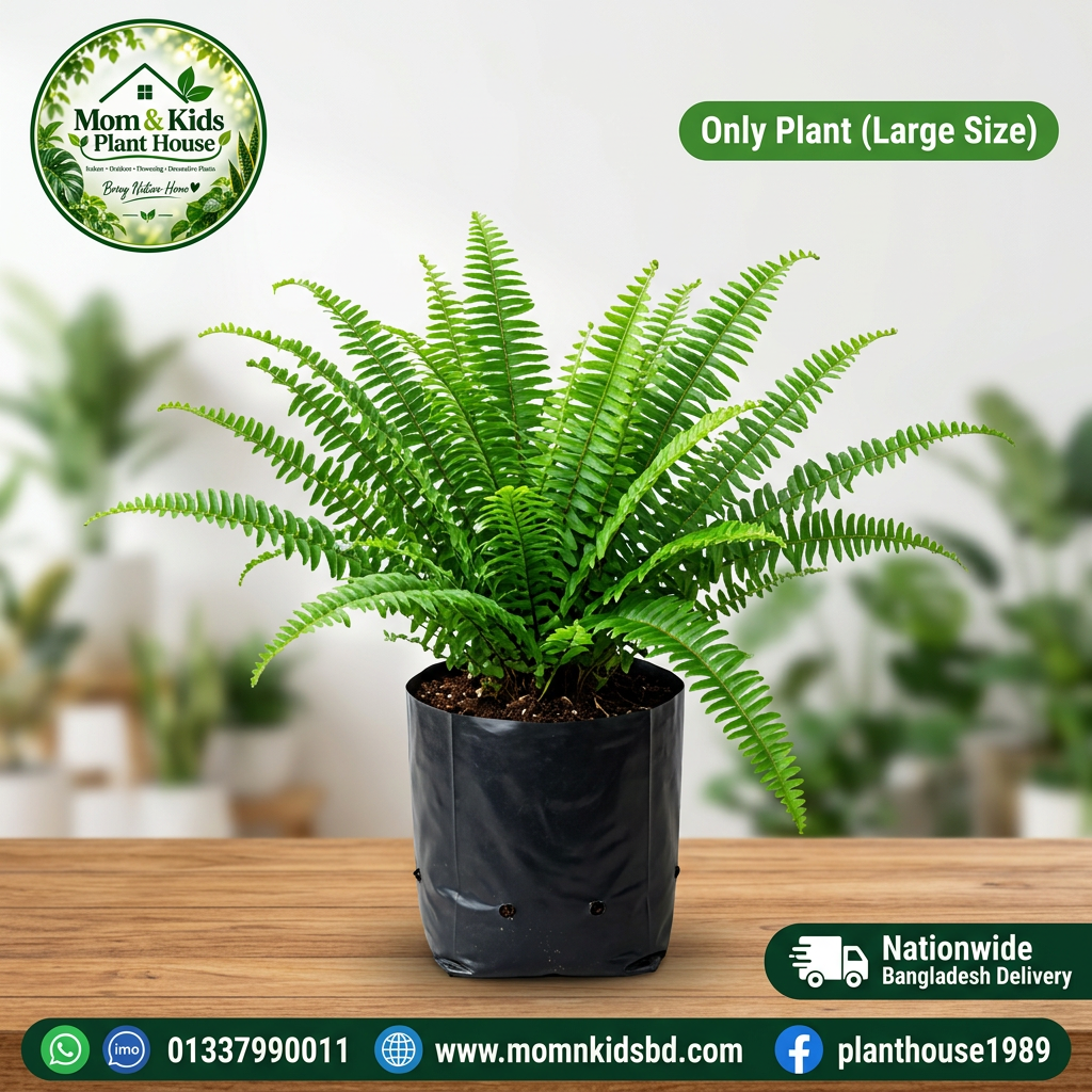 Boston Fern in Nursery Poly Bag - Only Plant (Large Size)