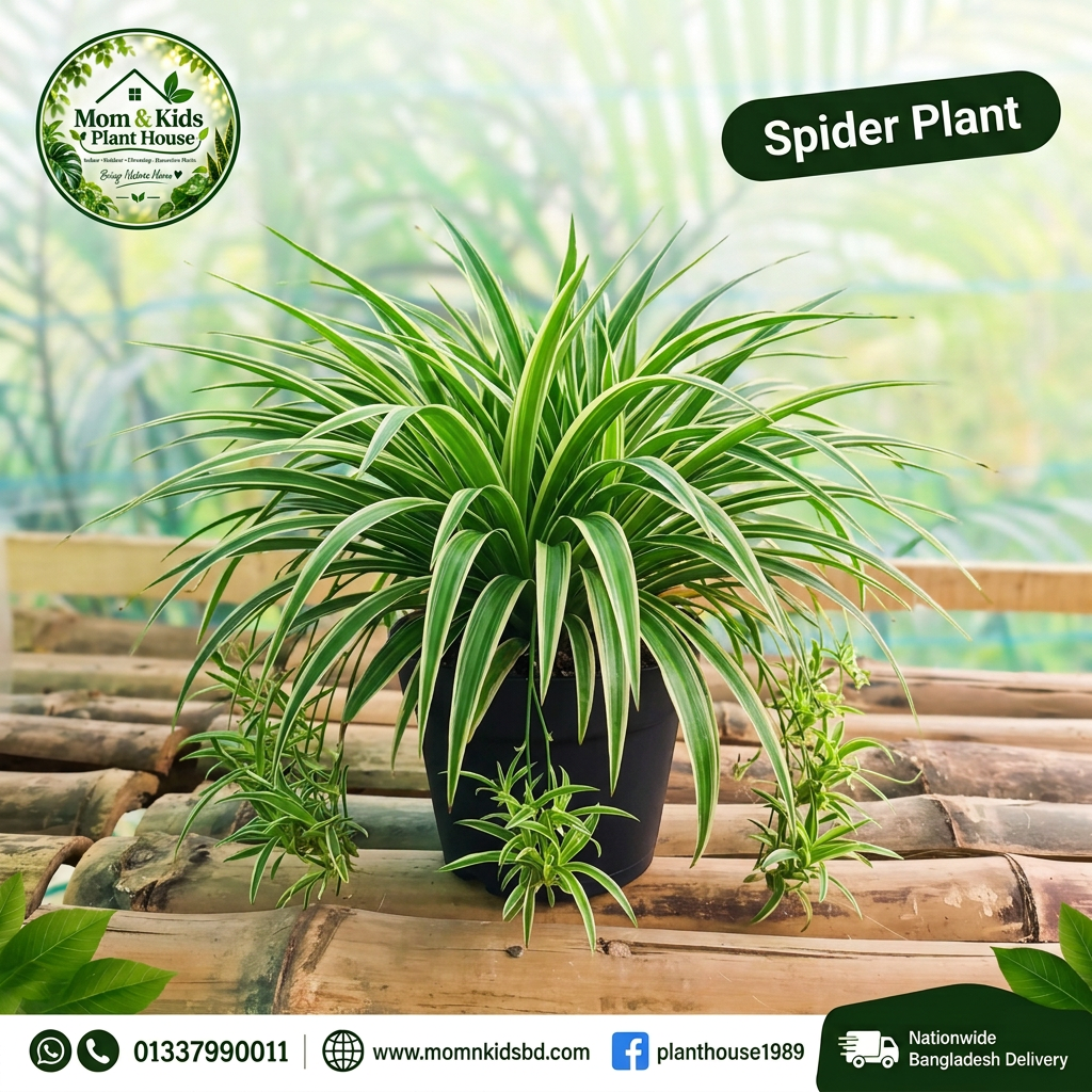 Spider Plant in Clean Black Pot