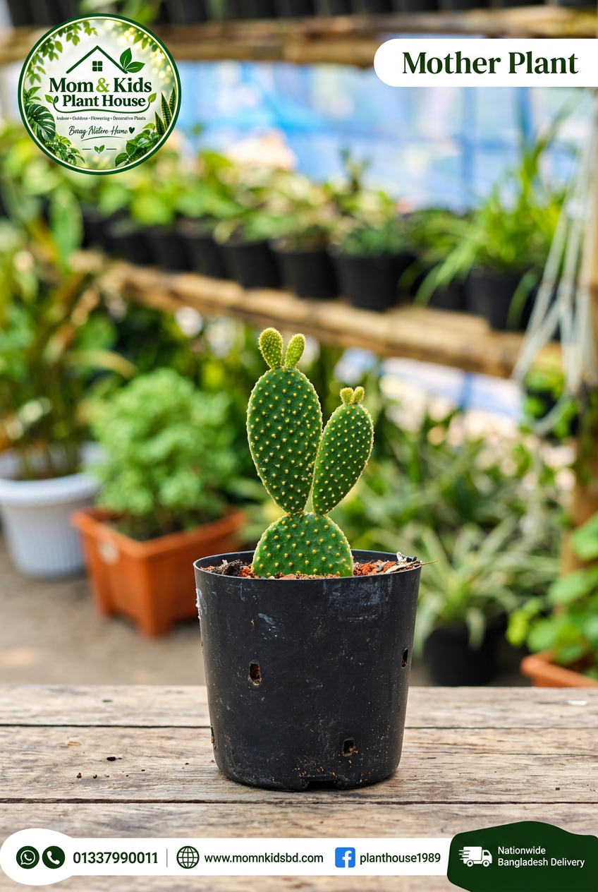 Mother Plant - Bunny Ears Cactus in a black nursery pot