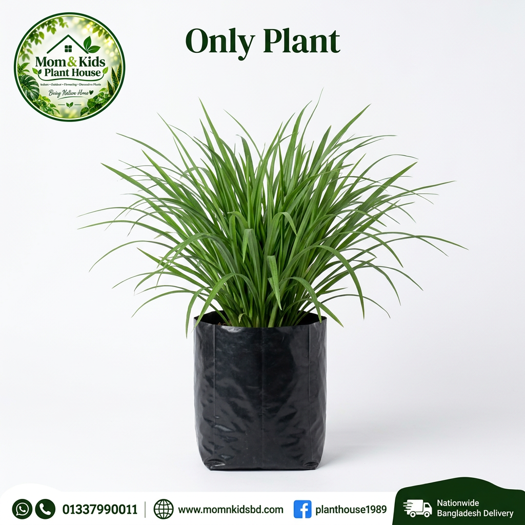 Thai Sup Pata plant in a clean black poly bag, second angle, with Mom & Kids Plant House logo and contact footer