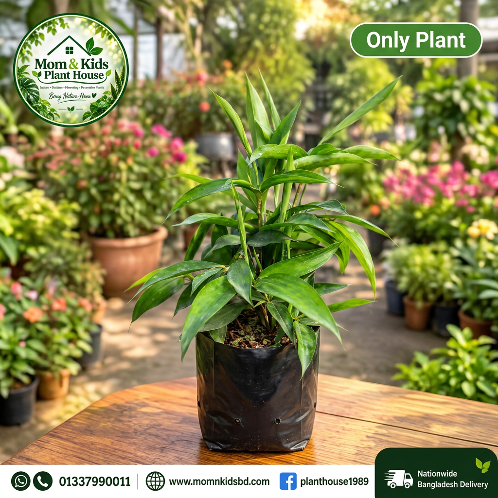 Only Plant - ড্রাসিনা (Dracaena sp.)