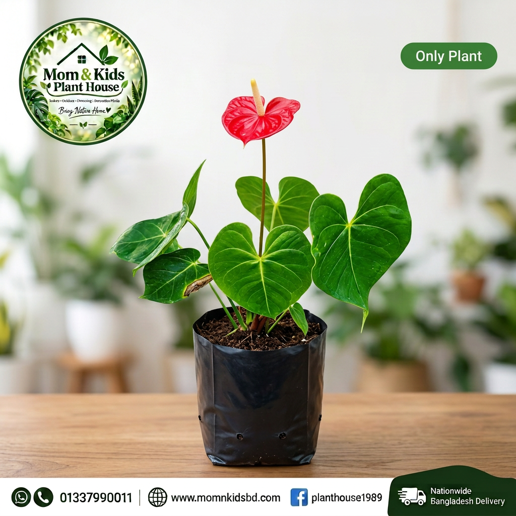Anthurium Plant - Only Plant