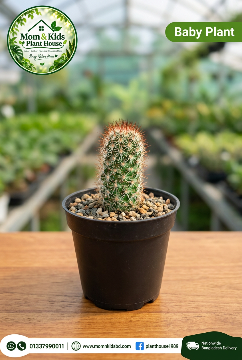 Mammillaria Cactus Baby Plant in 3 inch pot