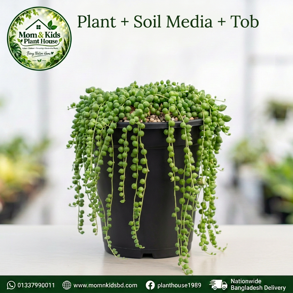 String of Pearls in Black Nursery Pot (Plant + Soil Media + Tob) - Mom & Kids Plant House