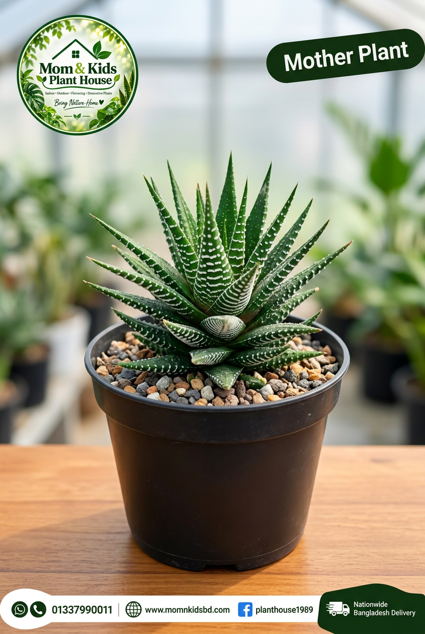 Zebra Haworthia Mother Plant