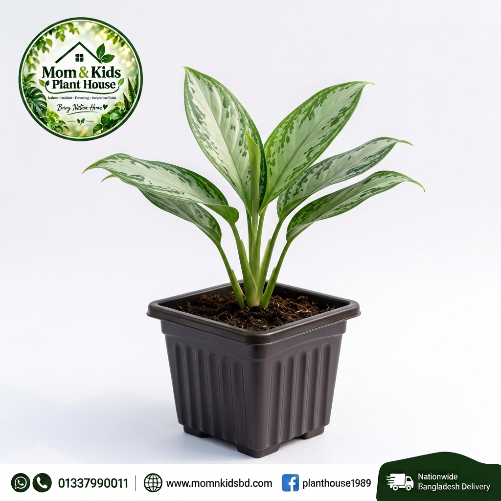 Aglaonema Silver in Square Fluted Plastic Pot
