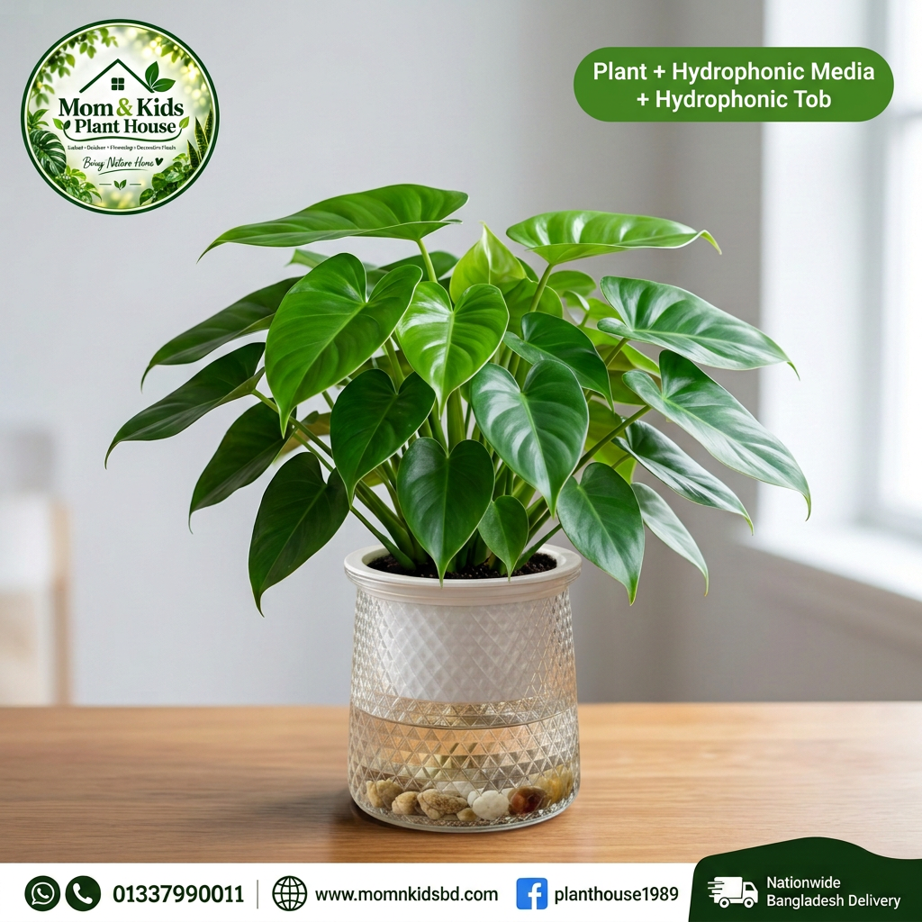 Philodendron in Hydroponic Tob - Mom & Kids Plant House