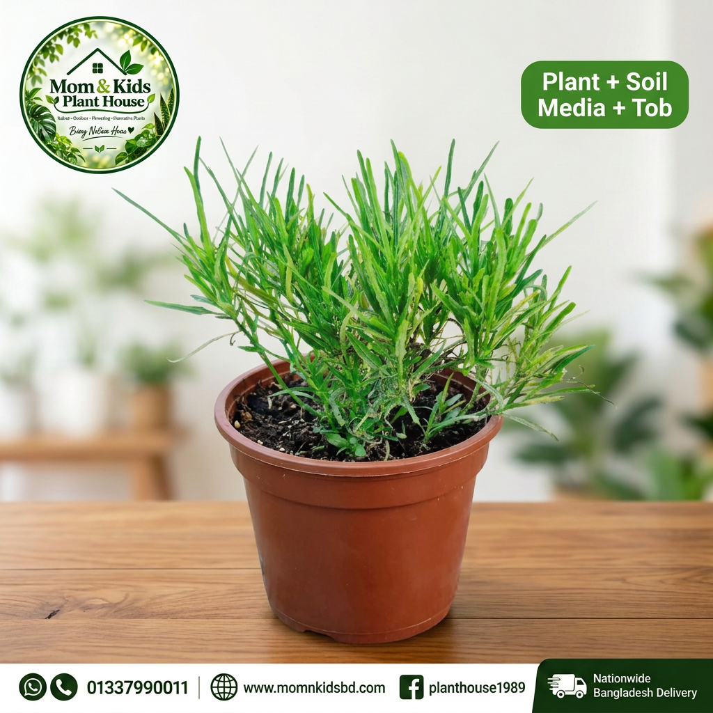 Hemigraphis repanda 'Green' in clean brown planter pot