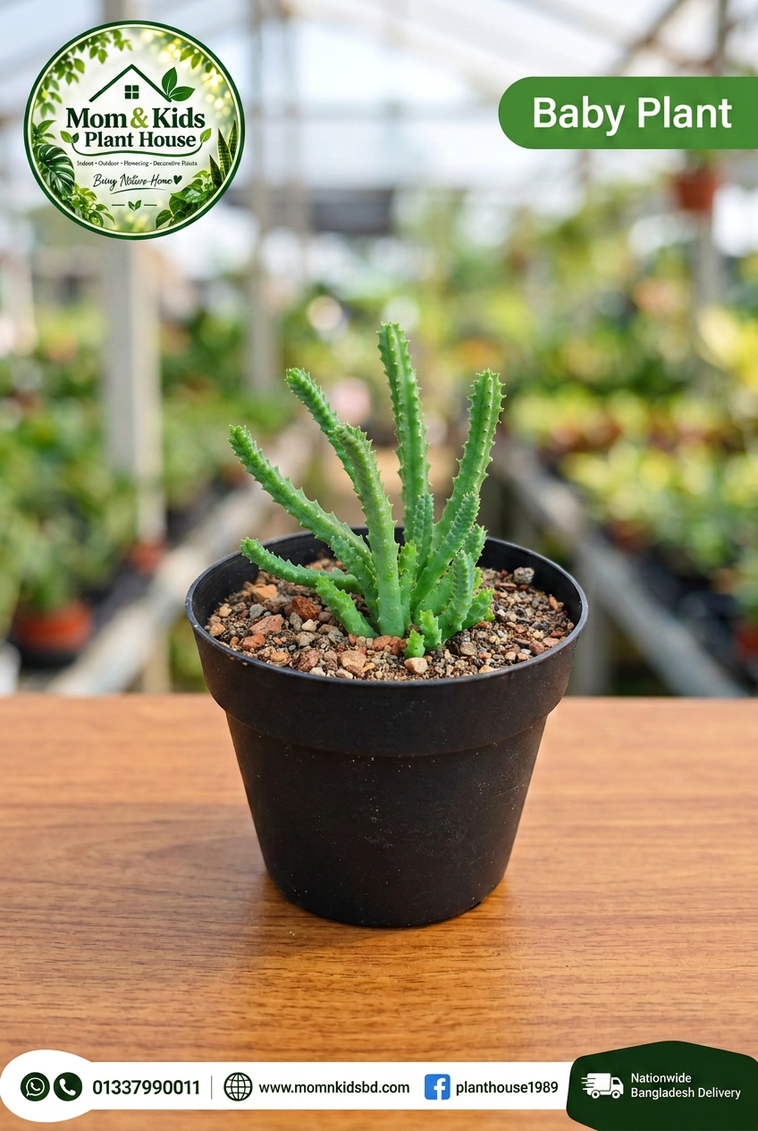 Coral Cactus Baby Plant