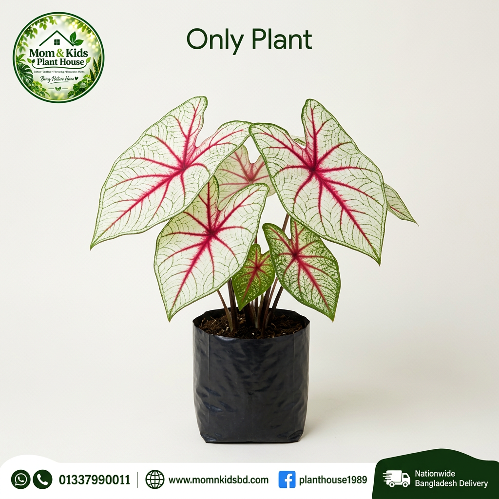 Indian Caladium Plant in clean polybag - Mom & Kids Plant House
