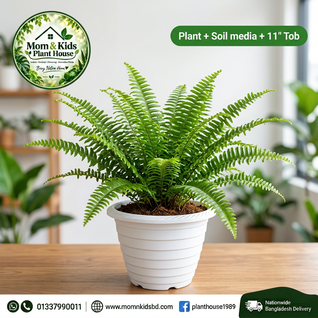 Boston Fern in 11 Inch White Tob with Soil Media