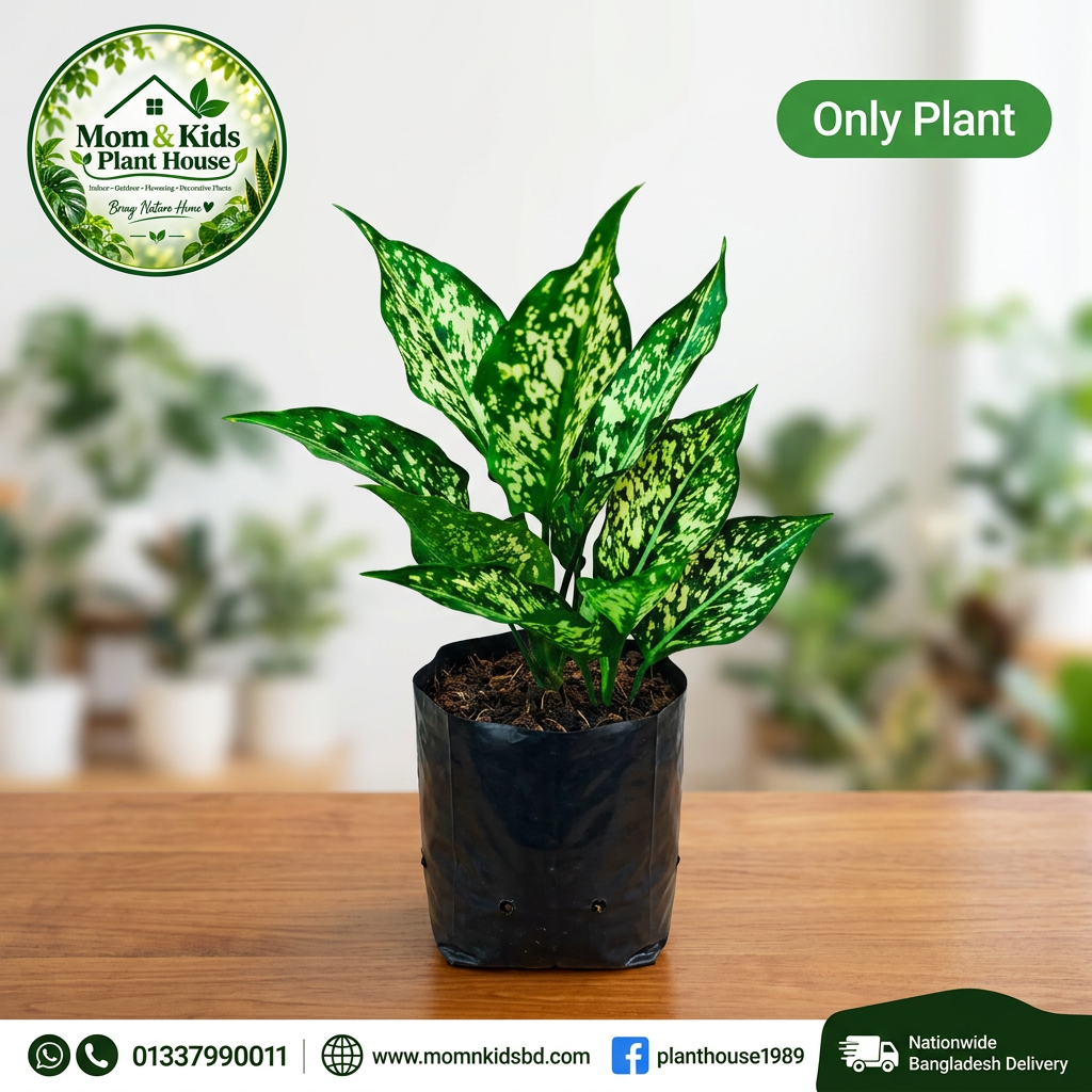 Aglaonema Snow White