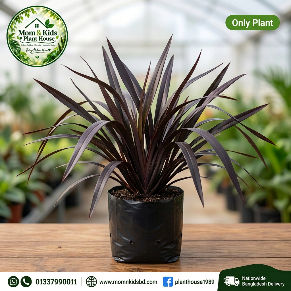Black Magic / Platt's Black New Zealand Flax in Poly Bag