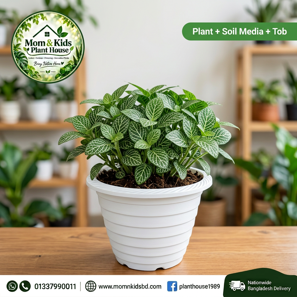 Fittonia in White Ribbed Pot (Plant + Soil Media + Tob) - Mom & Kids Plant House
