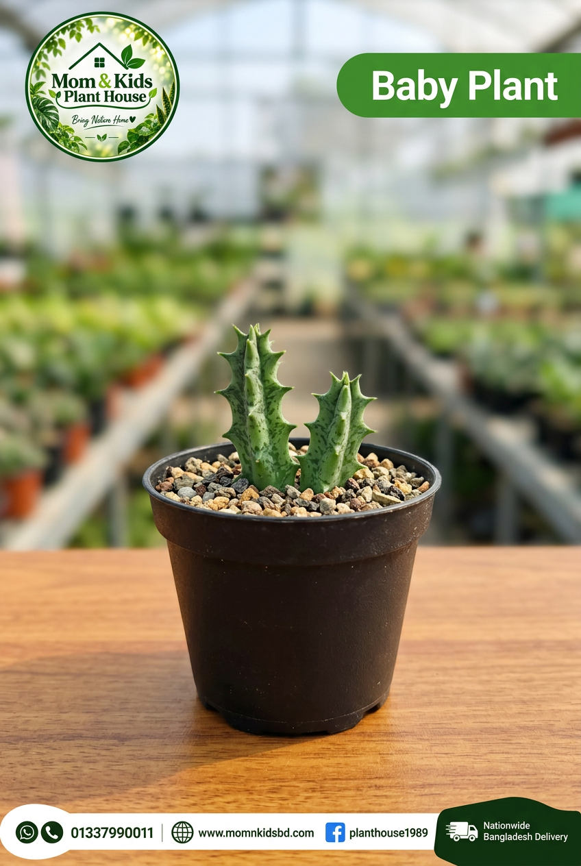 Huernia (Lifesaver Cactus) Baby Plant