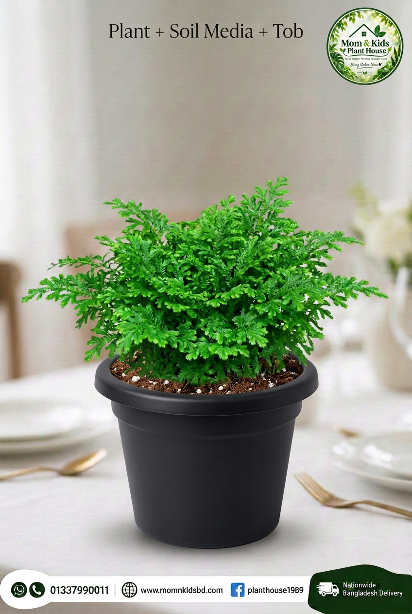Peacock Moss (Selaginella) - Plant + Soil Media + Tob