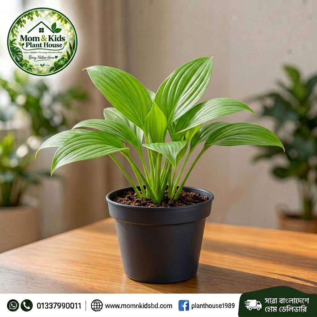 Peace Lily Spathiphyllum Indoor Plant in Black Pot