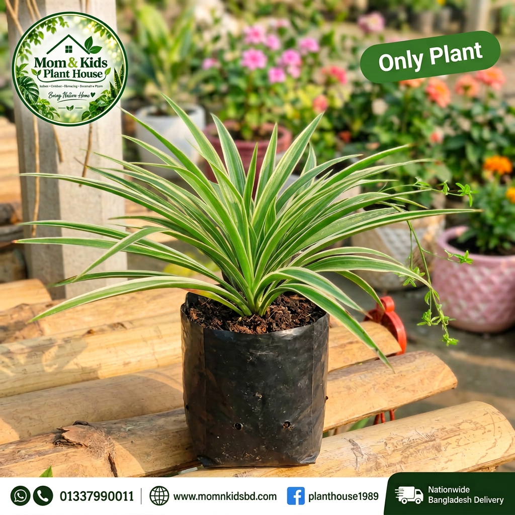 Spider Plant in Nursery Poly Bag