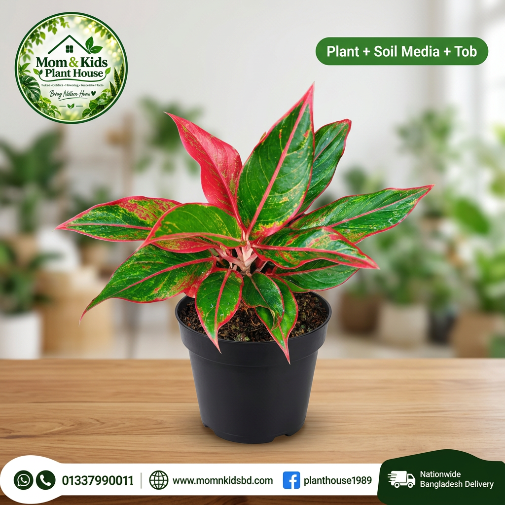 Aglaonema Siam Aurora Plant + Soil Media + Tob