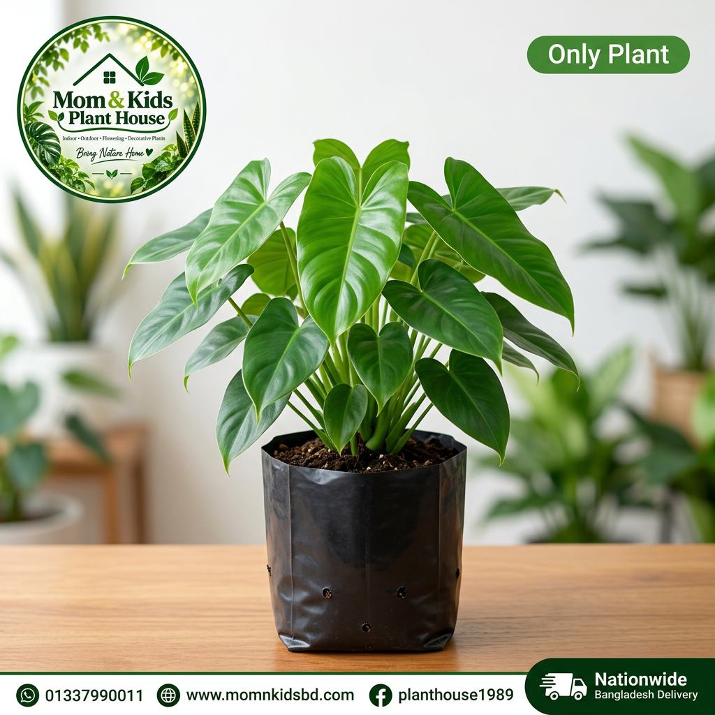 Philodendron in Polybag (Only Plant) - Mom & Kids Plant House