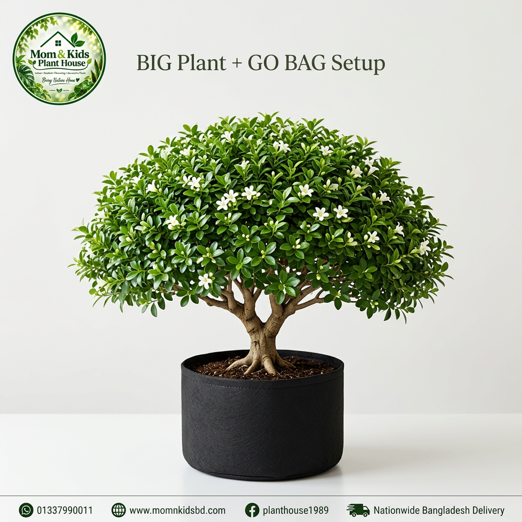 Kamini Bonsai - BIG Plant + GO BAG Setup