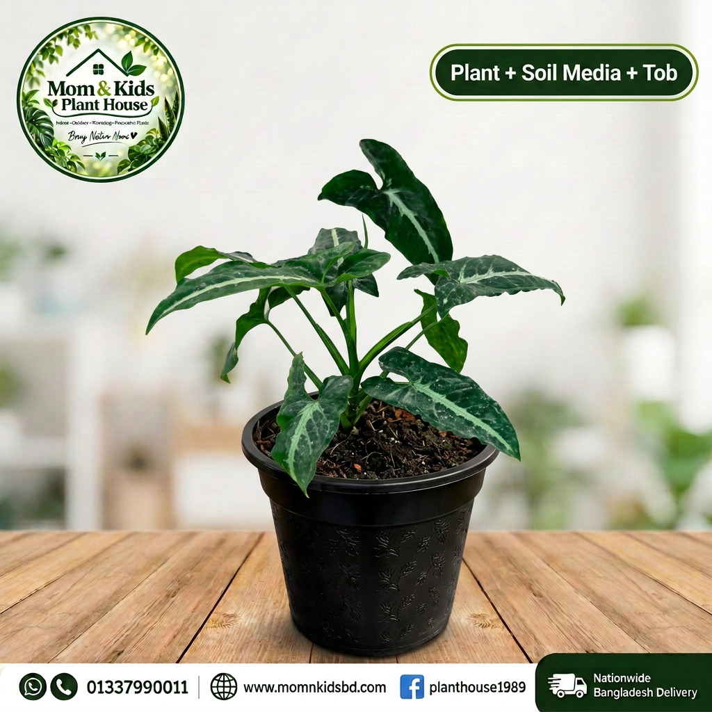 Syngonium Wendlandii in Black Patterned Pot (Plant + Soil Media + Tob) - Mom & Kids Plant House