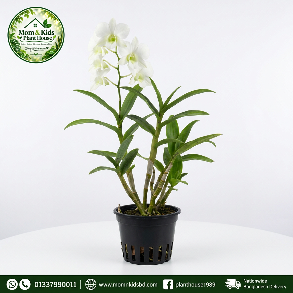 White Dendrobium Orchid | হোয়াইট ডেনড্রোবিয়াম অর্কিড (Mother Plant)