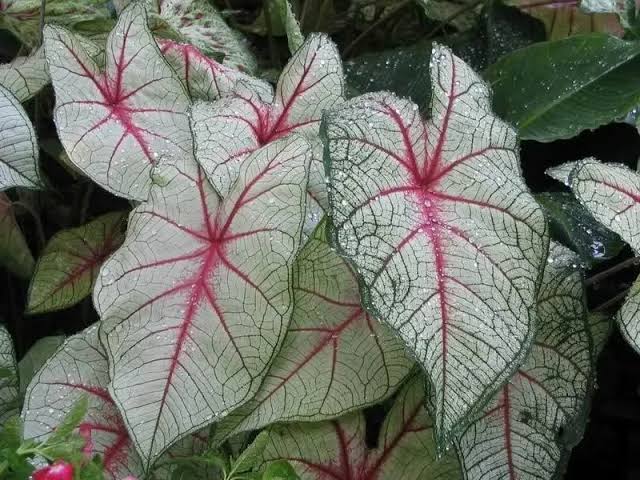 Indian Caladium Plant | ইন্ডিয়ান ক্যালাডিয়াম প্ল্যান্ট