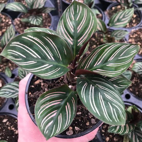 Calathea Pinstripe | ক্যালাথিয়া পিনস্ট্রাইপ