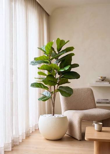 Fiddle Leaf Plant Indoor | ফিডল লিফ ইনডোর প্ল্যান্ট