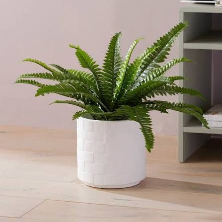 Boston Fern | বস্টন ফার্ন