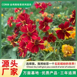 Smile seeds wildflower seed mix, suitable for indoor and outdoor