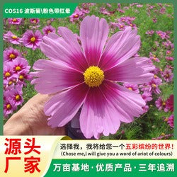 Smile seeds wildflower seed mix, suitable for indoor and outdoor
