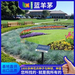 Smile seeds wildflower seed mix, suitable for indoor and outdoor