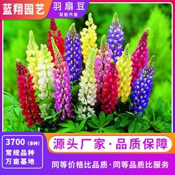 Smile seeds wildflower seed mix, suitable for indoor and outdoor