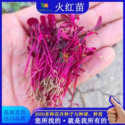 Smile seeds wildflower seed mix, suitable for indoor and outdoor