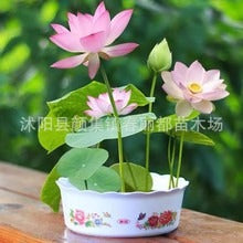 Hydroponic Water Lilies and Lotus Seeds