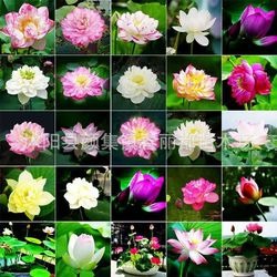 Hydroponic Water Lilies and Lotus Seeds