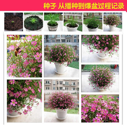 Baby's breath seeds, daisy seeds, four-season flower seeds, white chrysant