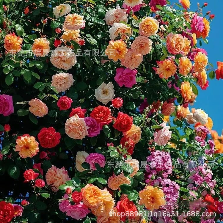 Climbing Vine Rose Flower Seeds