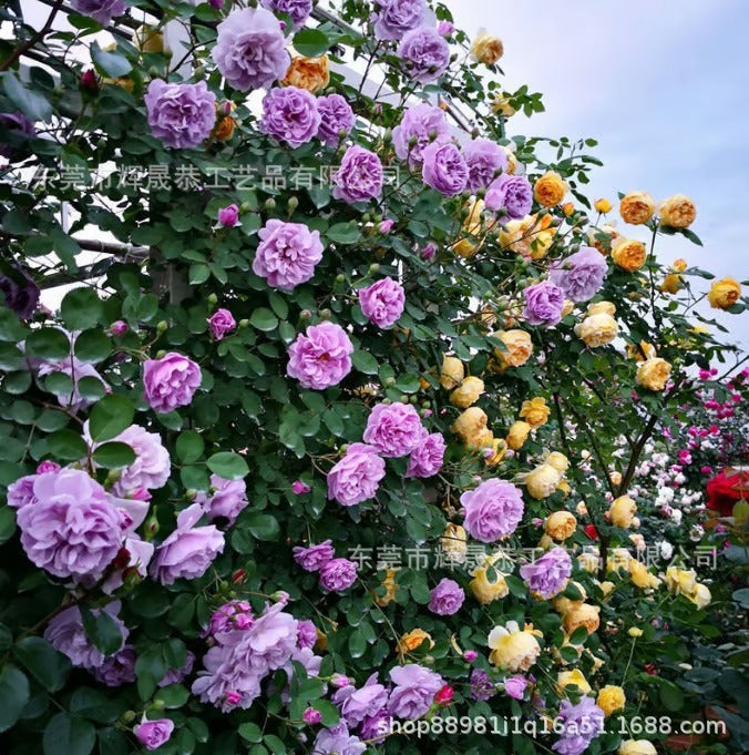 Climbing Vine Rose Flower Seeds