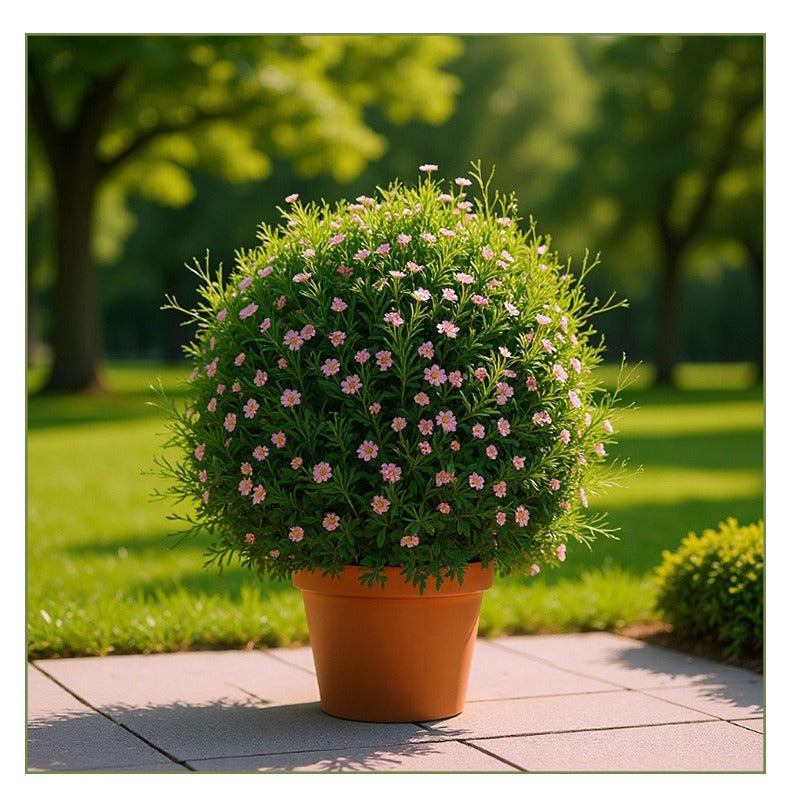 Baby's breath seeds, daisy seeds, four-season flower seeds, white chrysant