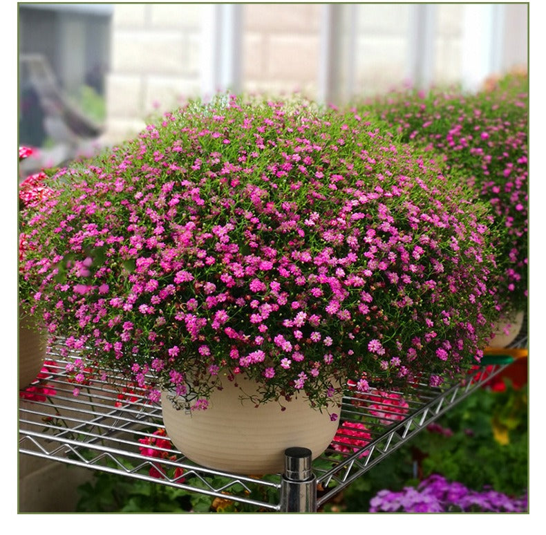 Baby's breath seeds, daisy seeds, four-season flower seeds, white chrysant