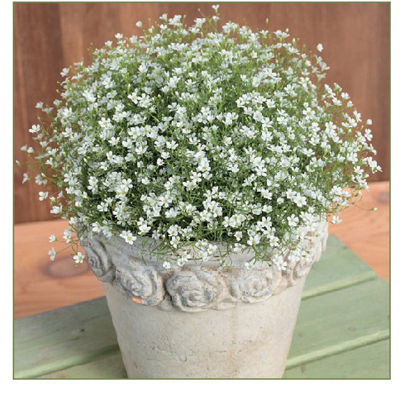 Baby's breath seeds, daisy seeds, four-season flower seeds, white chrysant