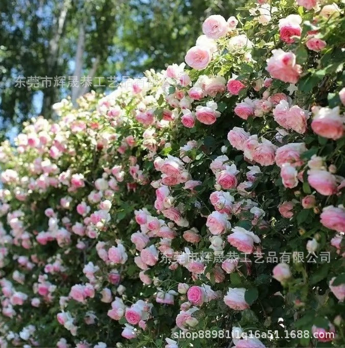 Climbing Vine Rose Flower Seeds