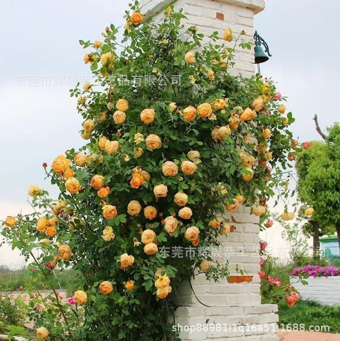 Climbing Vine Rose Flower Seeds