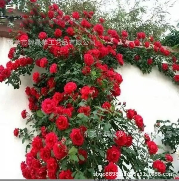 Climbing Vine Rose Flower Seeds