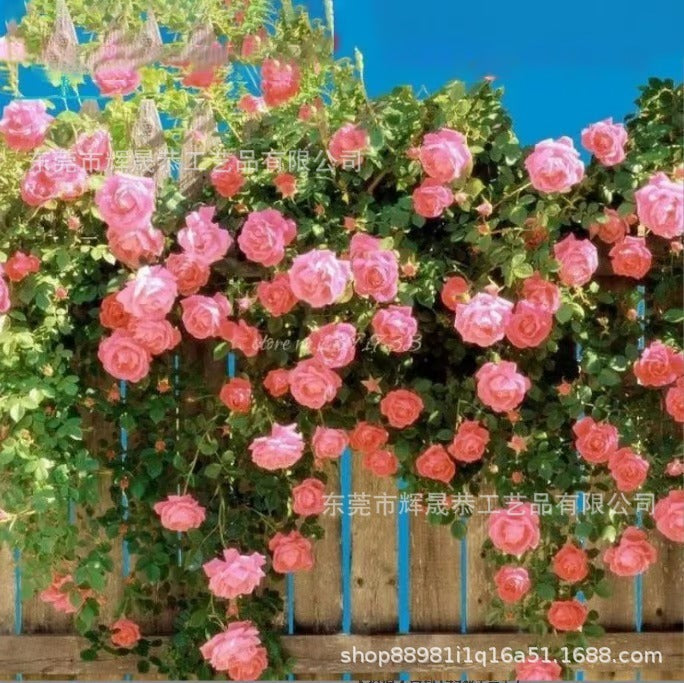 Climbing Vine Rose Flower Seeds