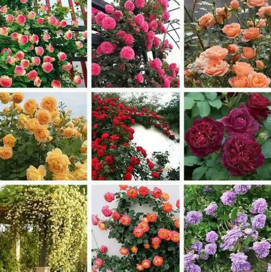 Climbing Vine Rose Flower Seeds