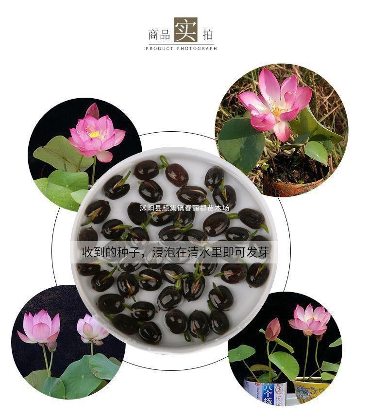 Hydroponic Water Lilies and Lotus Seeds